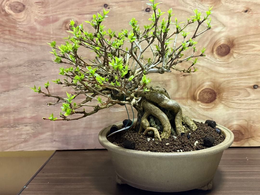 【盆栽】 ✨️超極太✨️ ニオイカエデ 匂い楓 石抱き
