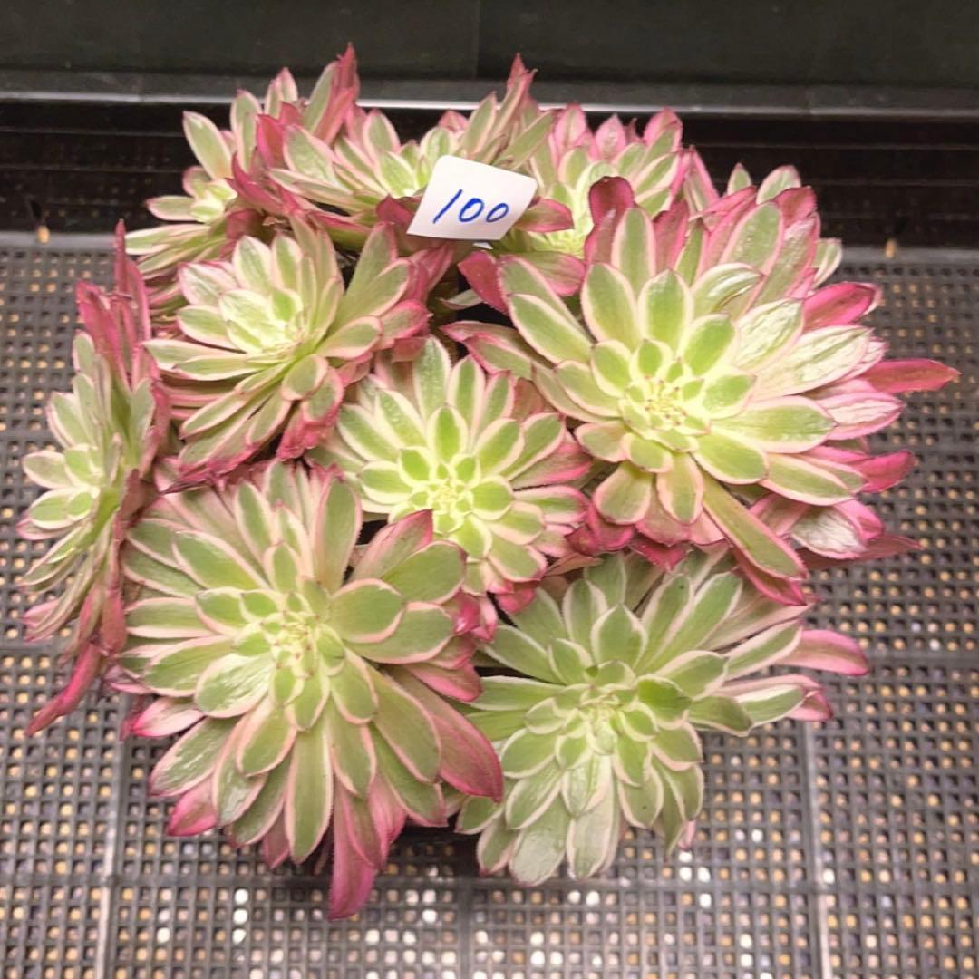 100#多肉植物アエオニウム錦❤カルミン*エメラルド錦❤️10大頭22cm拔き苗