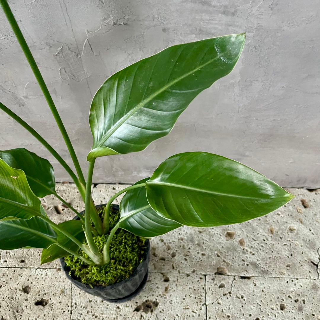 ストレリチア　オーガスタ　天然苔仕立て　陶器鉢　植え込み発送