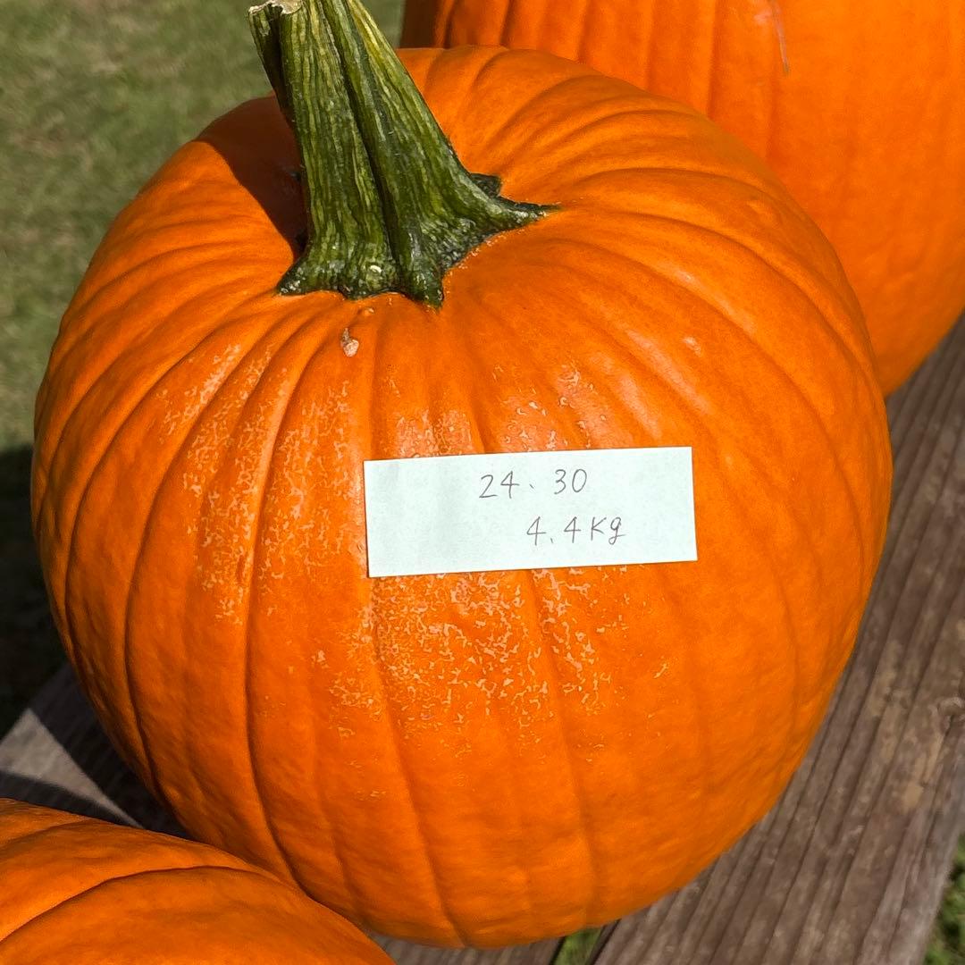 【みかんその2】ハロウィンかぼちゃ　本物
