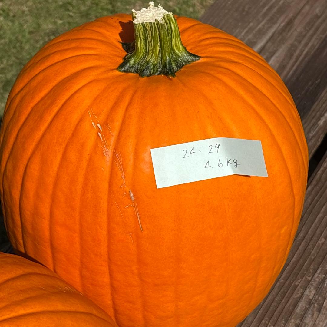 【みかんその2】ハロウィンかぼちゃ　本物