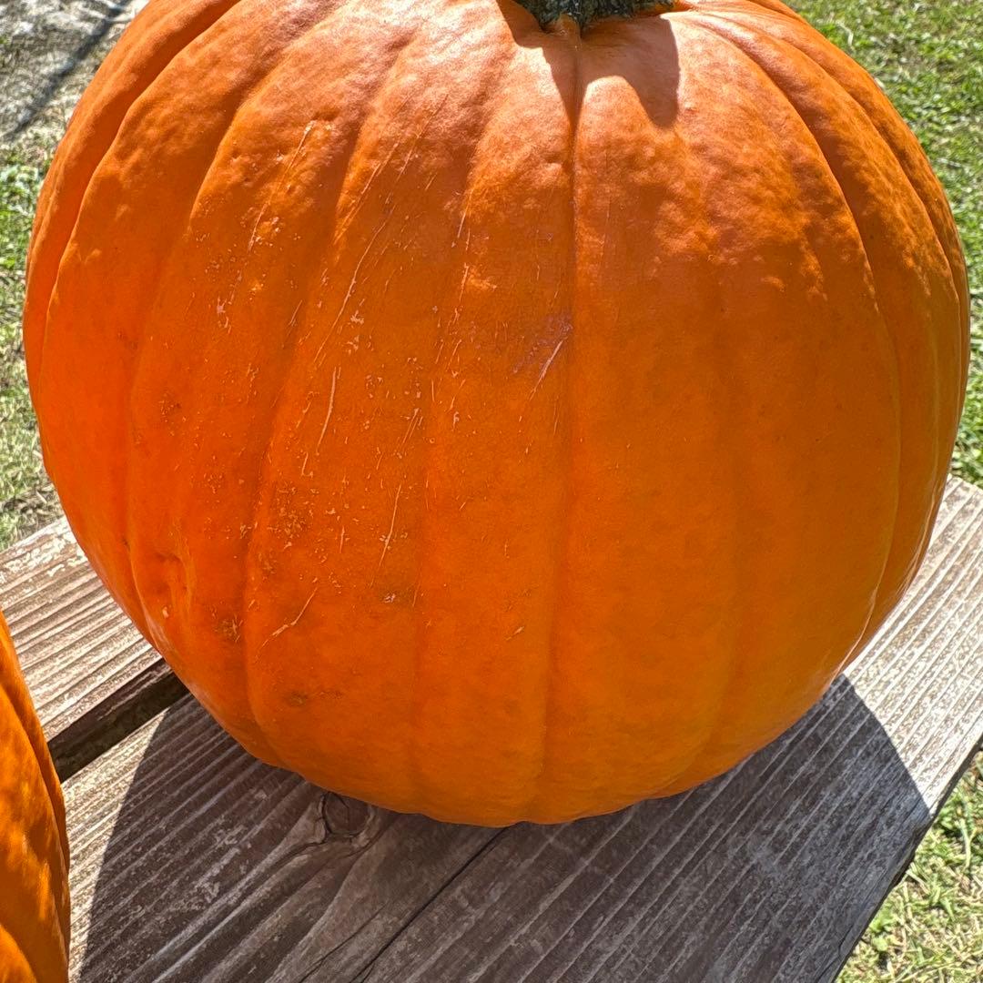【みかんその2】ハロウィンかぼちゃ　本物