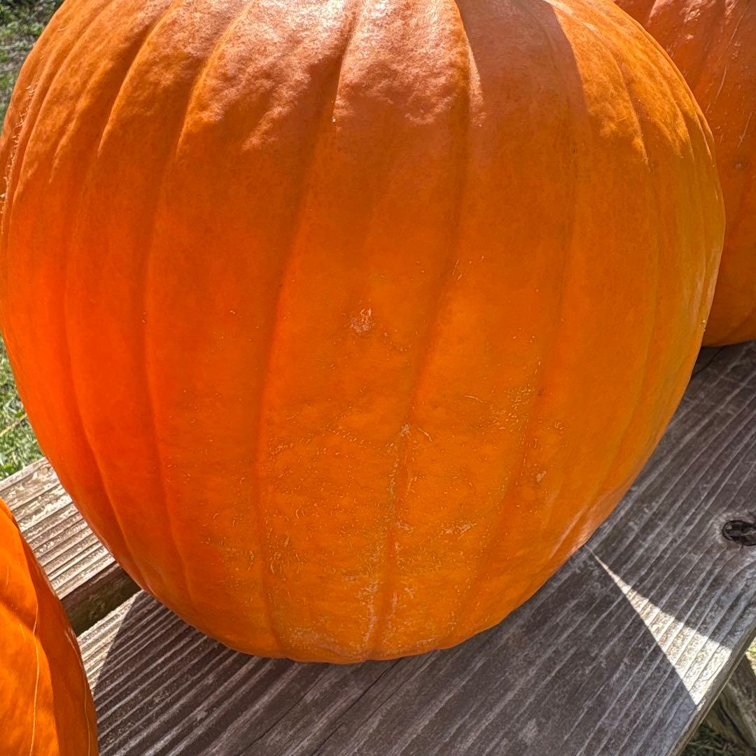 【みかんその2】ハロウィンかぼちゃ　本物