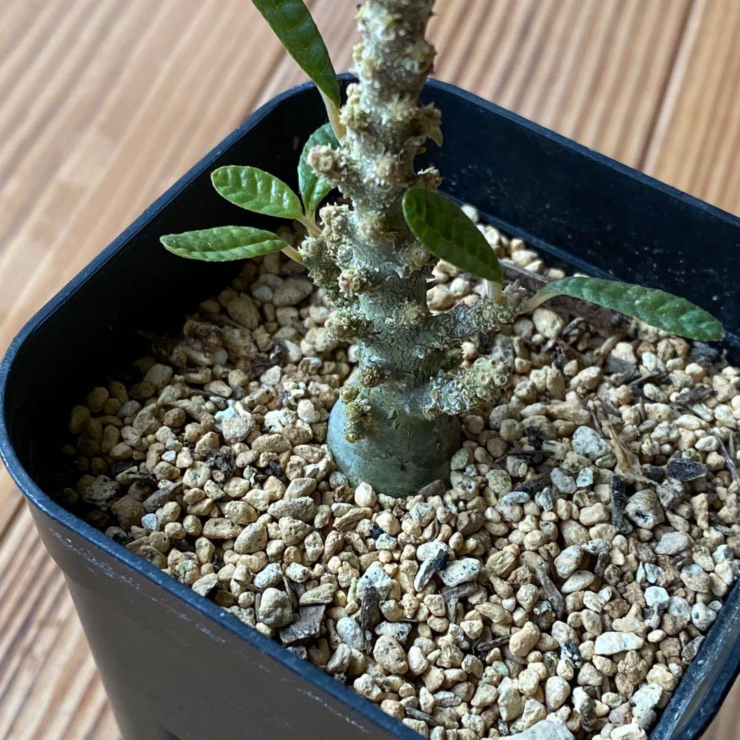 ブラータ CACTUS GREEN購入品