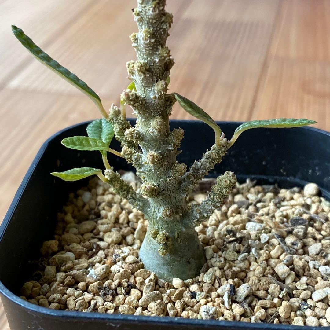 ブラータ CACTUS GREEN購入品