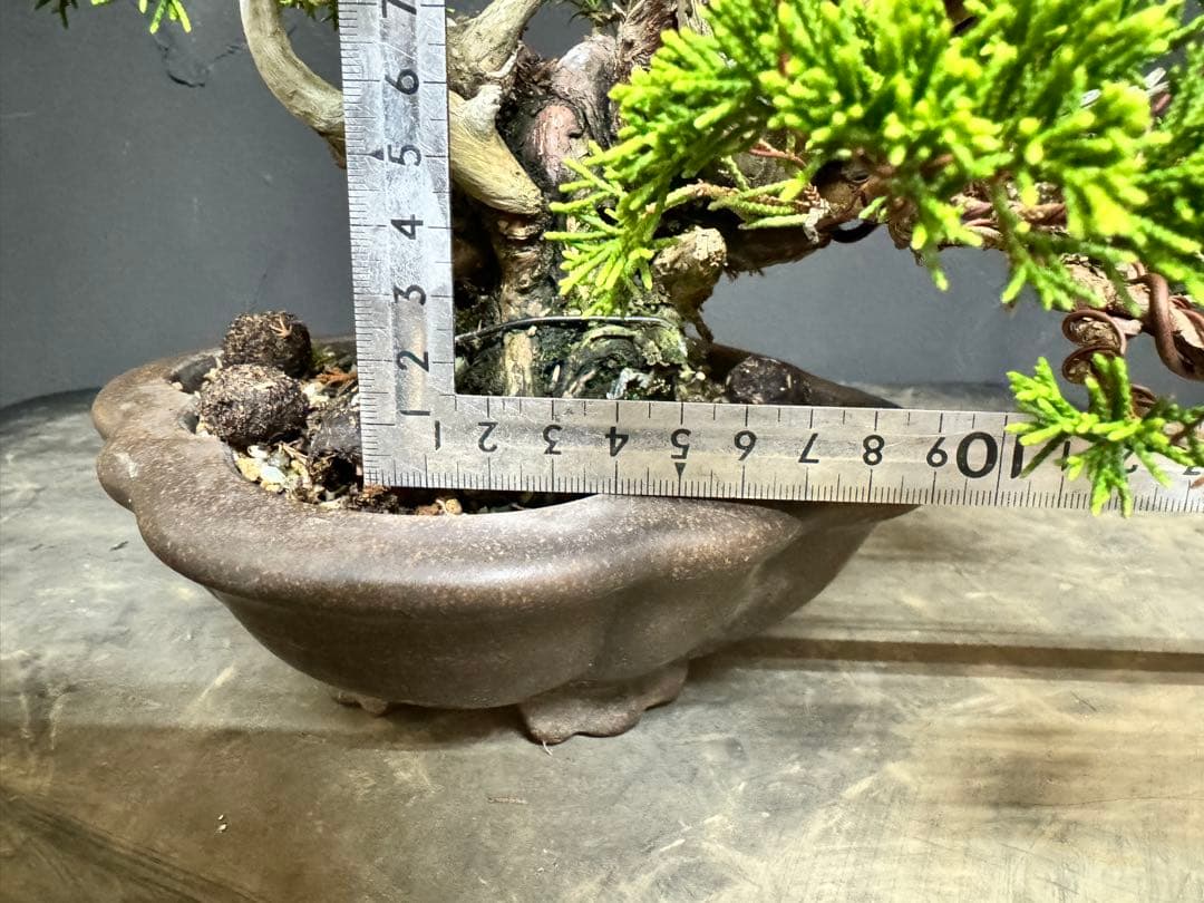 造園職人が作る盆栽　糸魚川真柏　小品