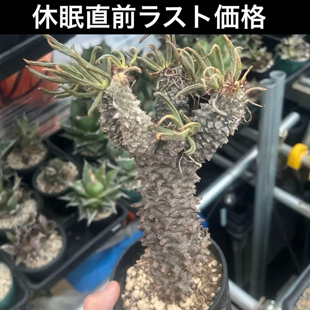 チレコドン　ワリチー　大株　当方にて3回夏越し株