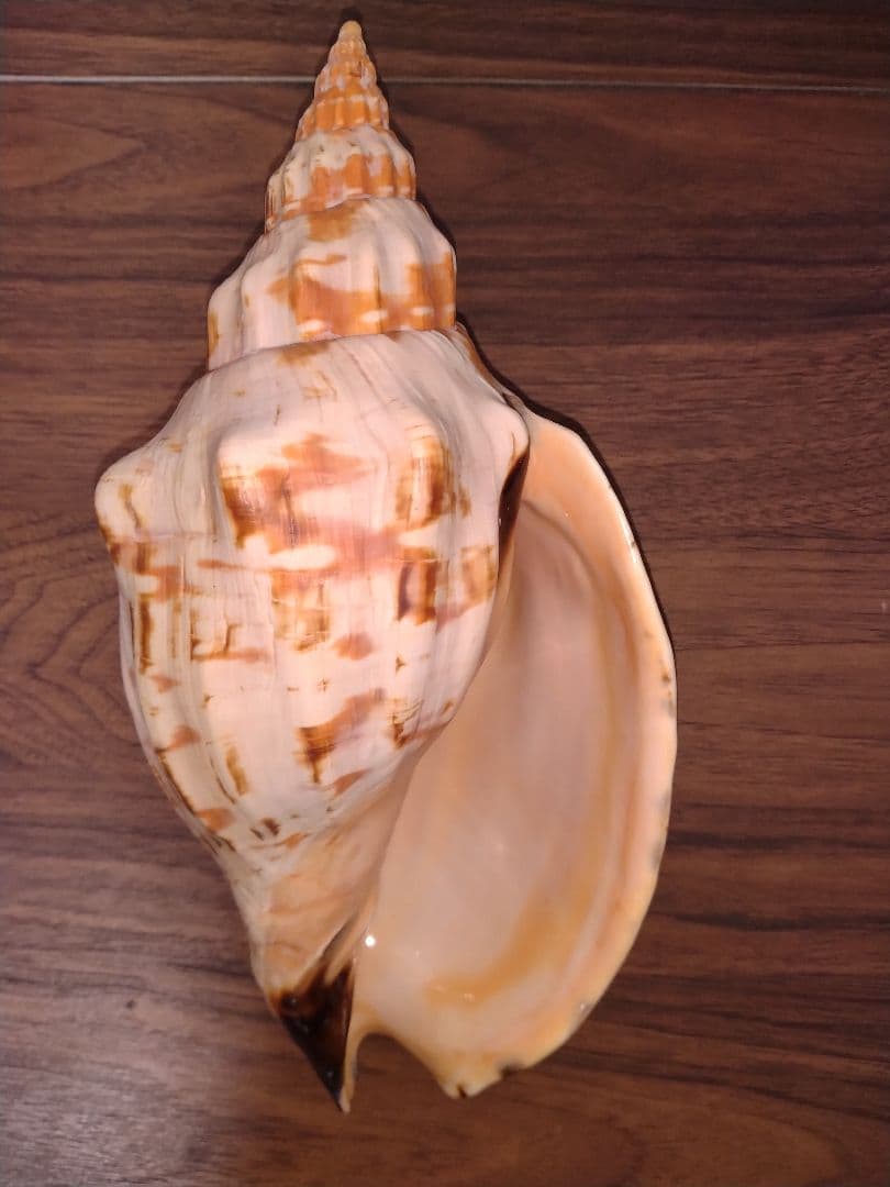 オマツリボラ　レア　特大個体　貝殻　標本