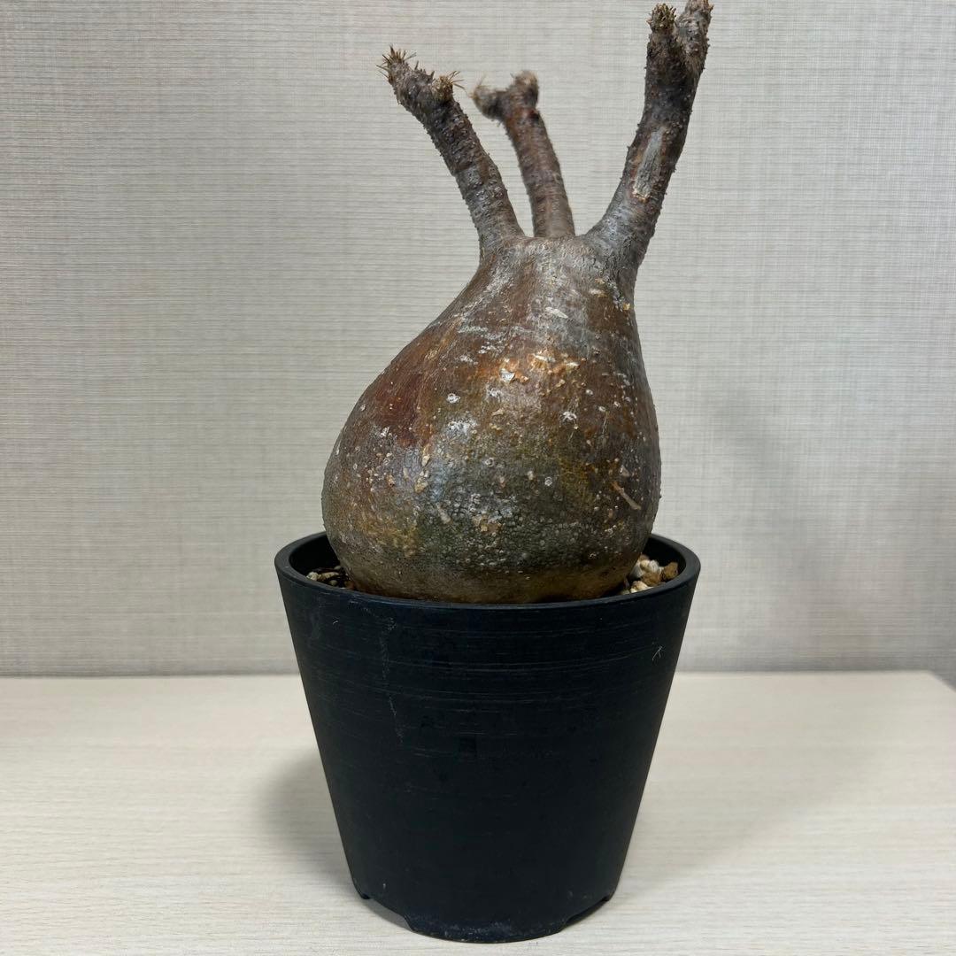 パキポディウム・グラキリス⑦ 発根済み　現地球