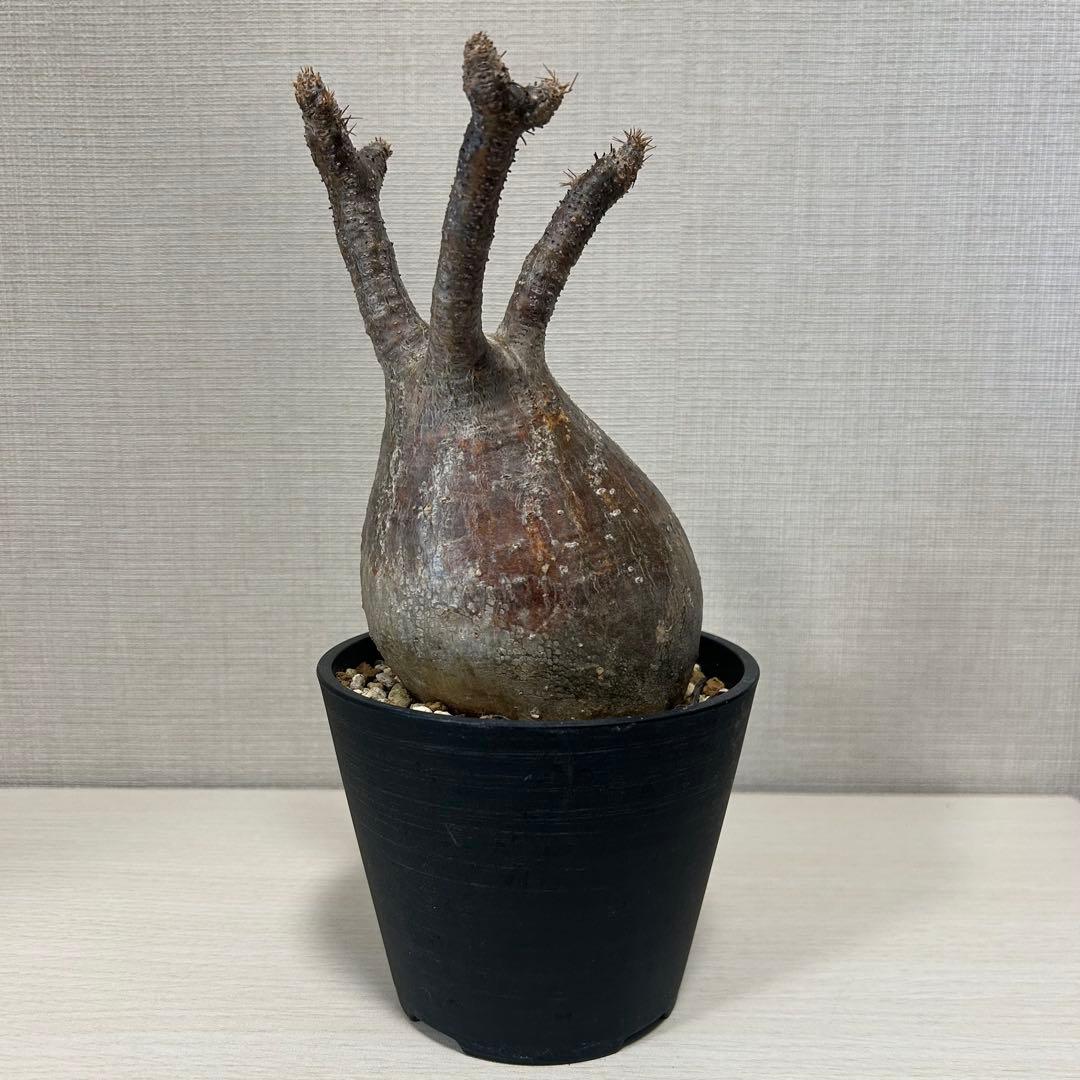 パキポディウム・グラキリス⑦ 発根済み　現地球