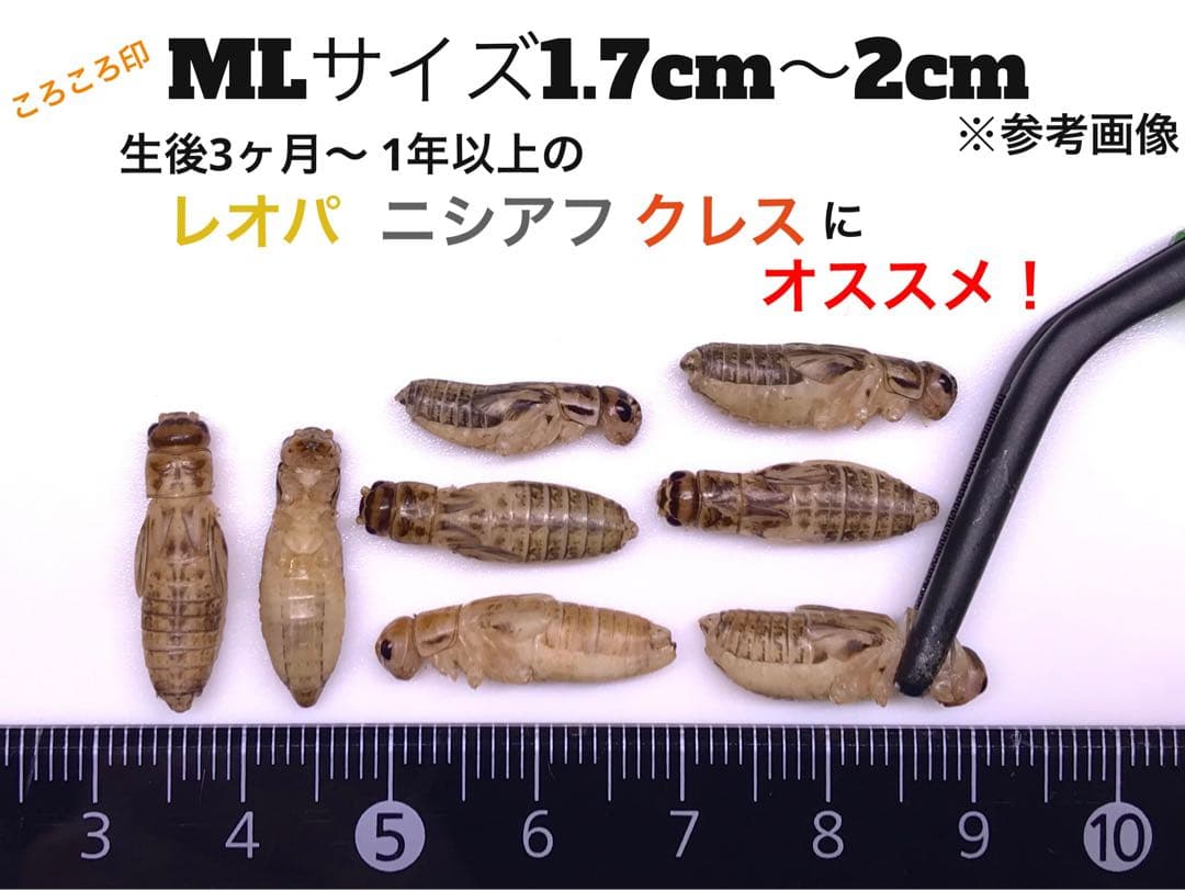 冷凍イエコML1kg+クロコML〜L300g