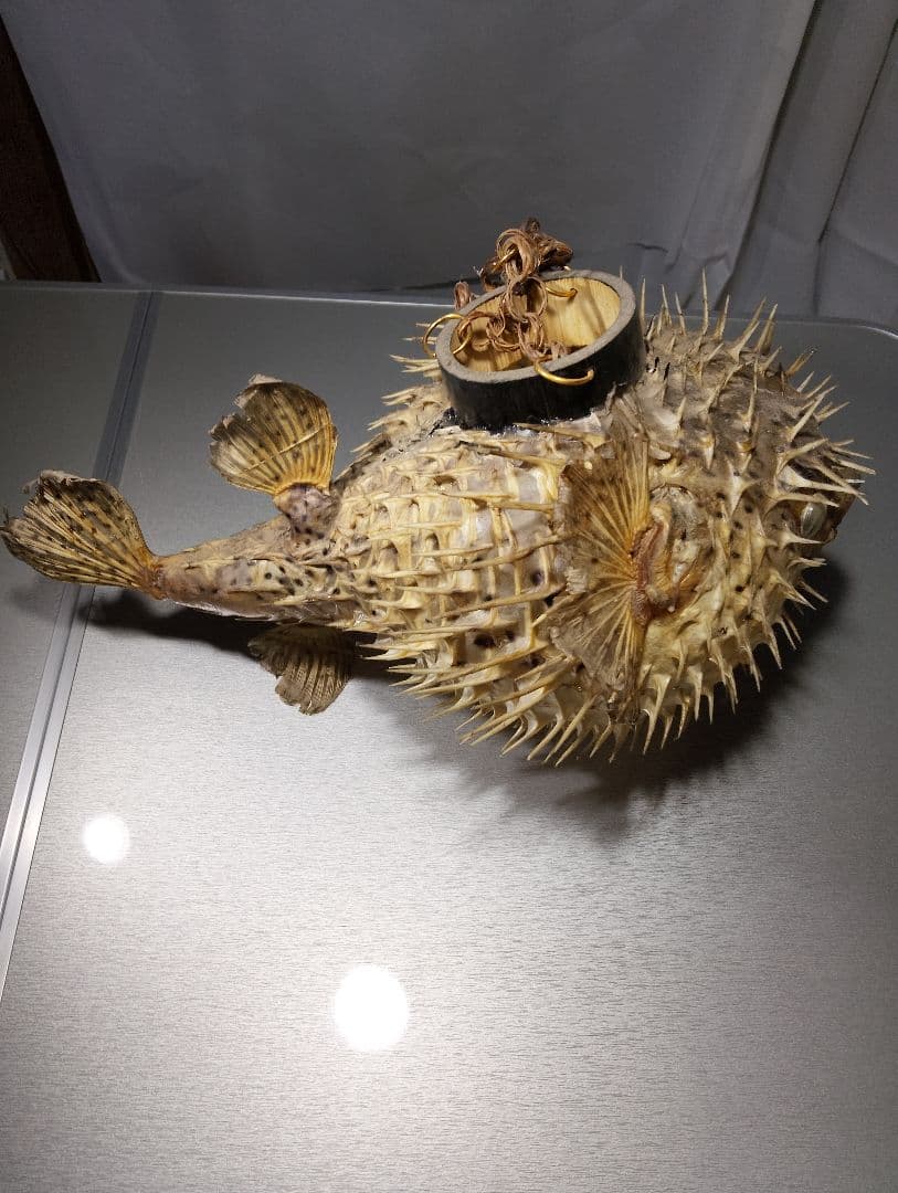 フグの標本 吊り下げ式置物