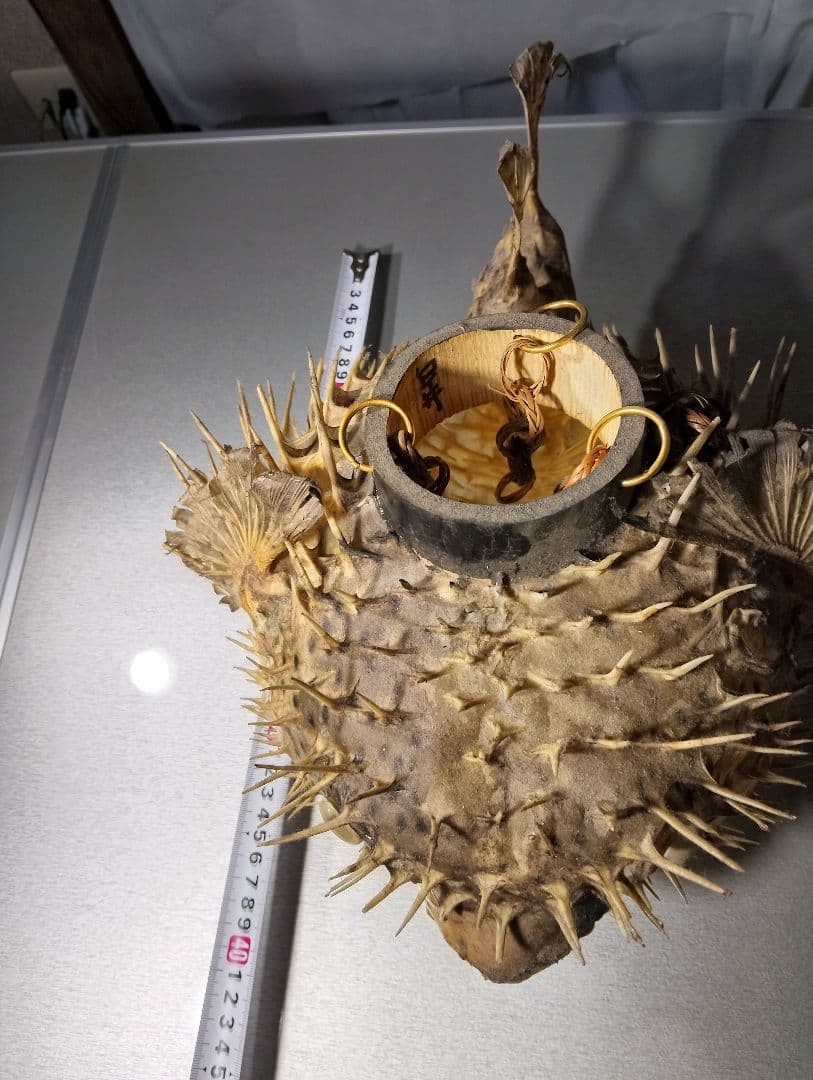 フグの標本 吊り下げ式置物