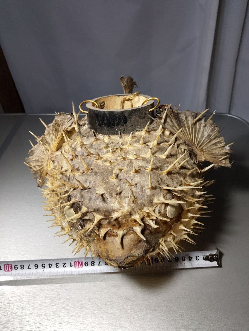 フグの標本 吊り下げ式置物