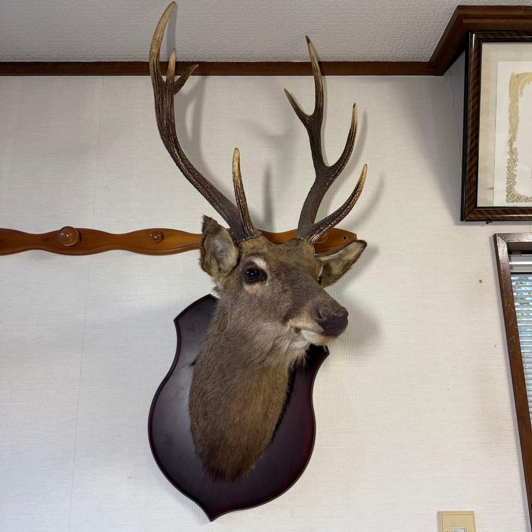 日本鹿 ニホンシカ② 伊豆半島 鹿角 剥製 壁掛け ハンティングトロフィー