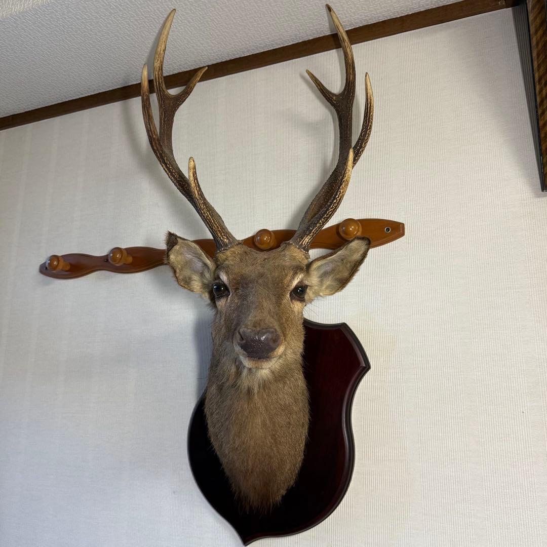 日本鹿 ニホンシカ② 伊豆半島 鹿角 剥製 壁掛け ハンティングトロフィー