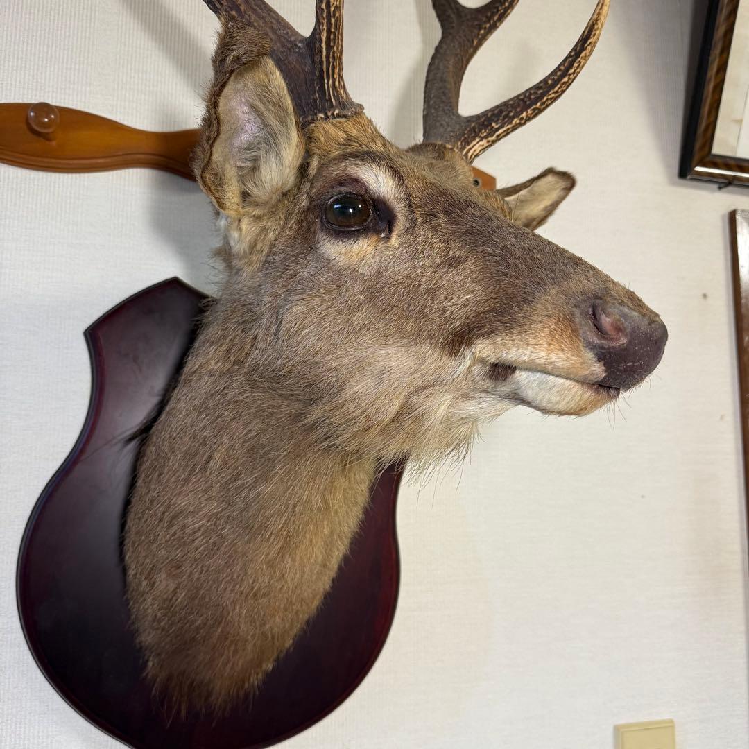 日本鹿 ニホンシカ② 伊豆半島 鹿角 剥製 壁掛け ハンティングトロフィー