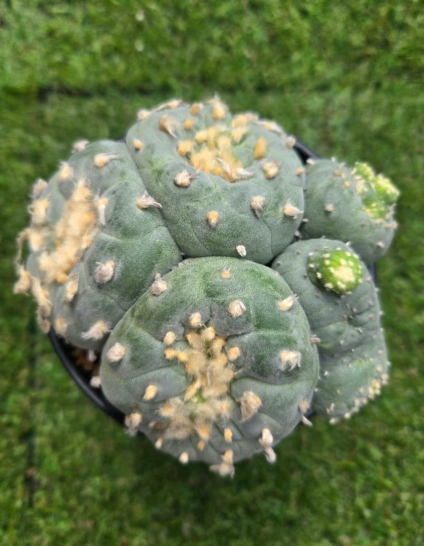 銀冠玉モンストー (カキコ)