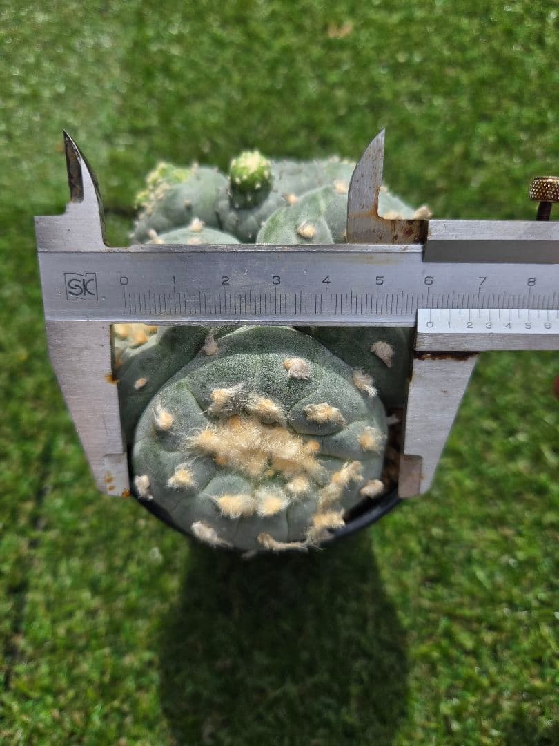 銀冠玉モンストー (カキコ)