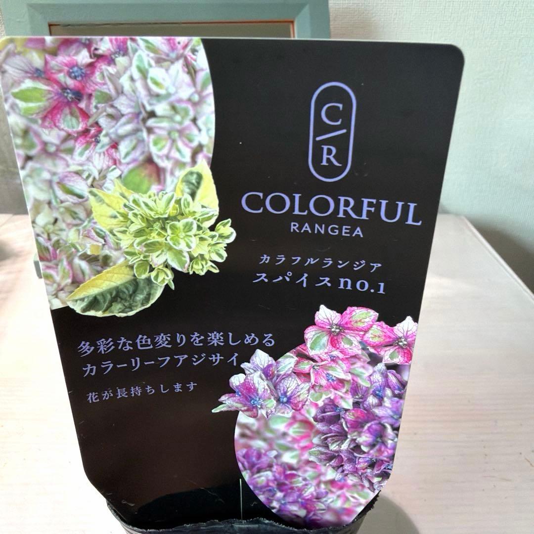 【斑入り】カラフルランジア　スパイス　No.1 ポット苗《10/9》