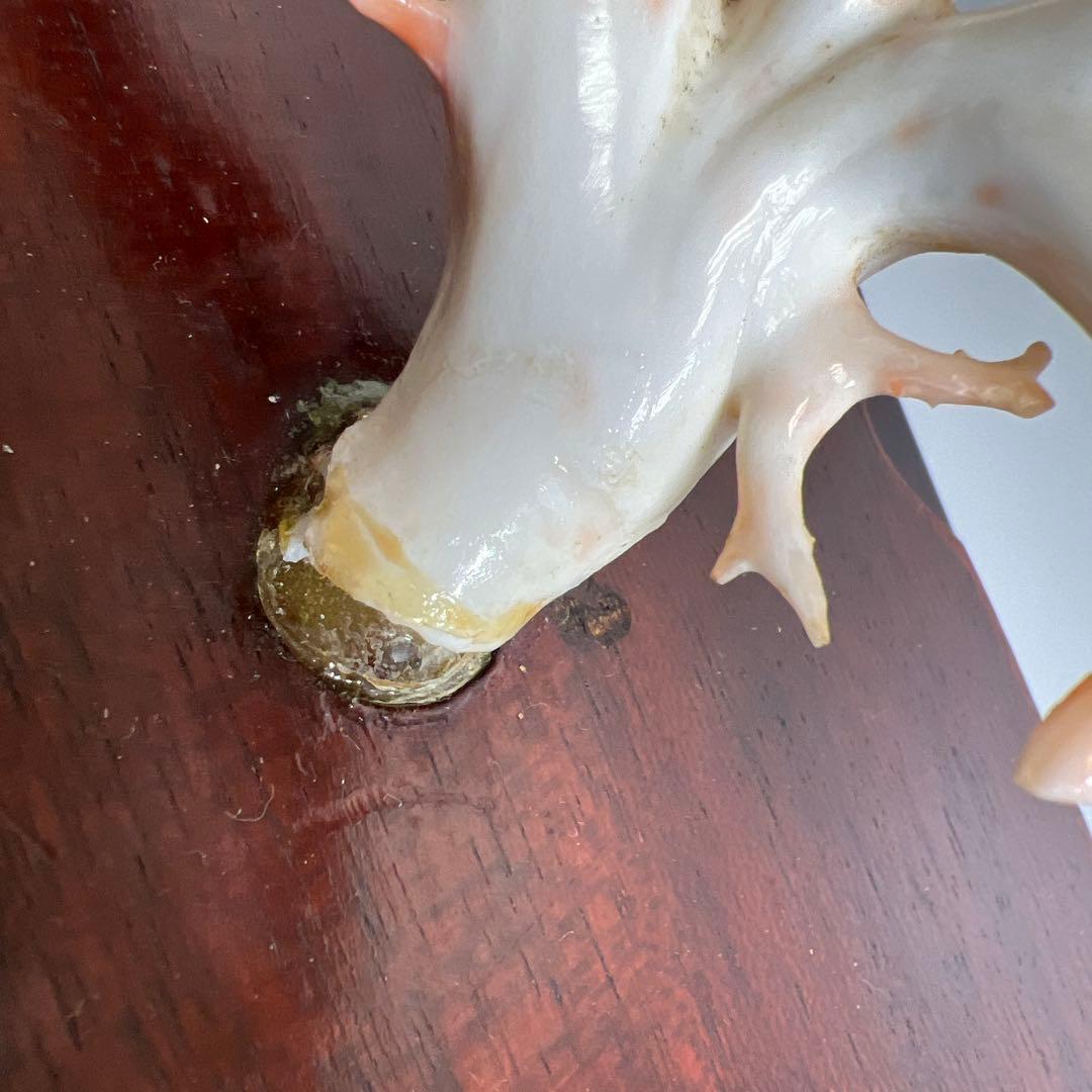 本桃色特大珊瑚　ケース付　東Y8-0129①トコニ