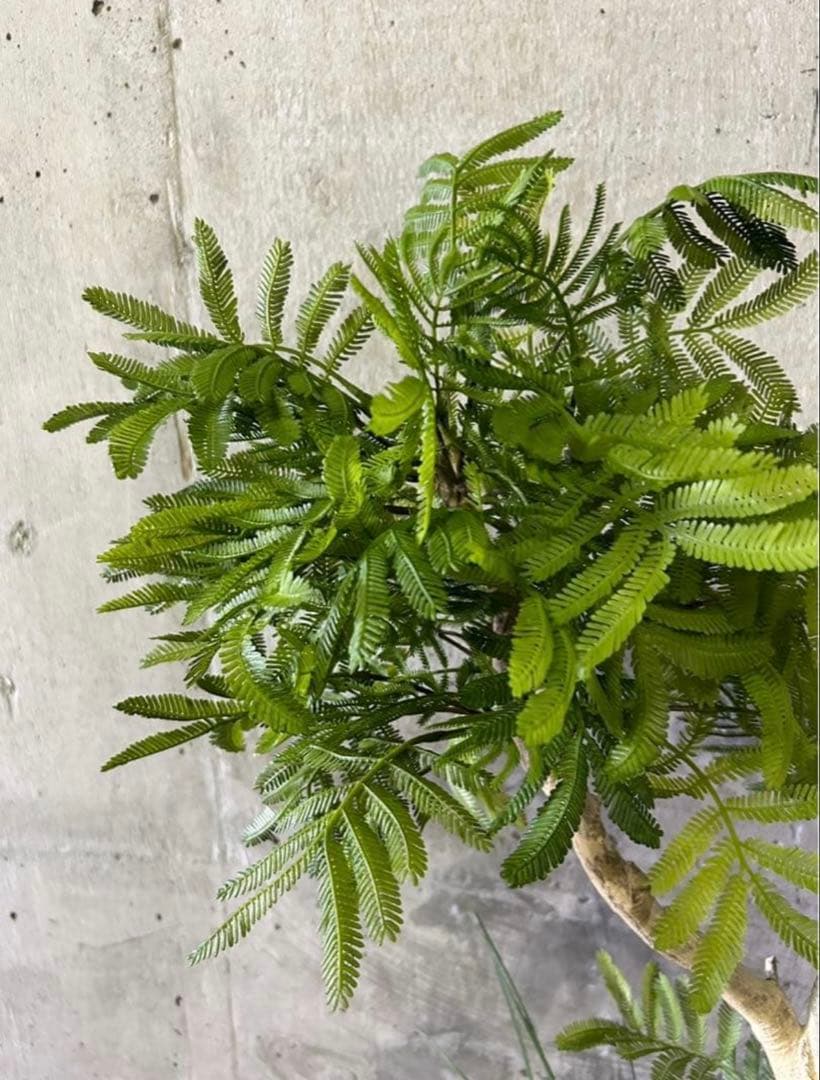 光触媒　人工観葉植物　ウォールグリーン　フェイクグリーン　エバーフレッシュ955