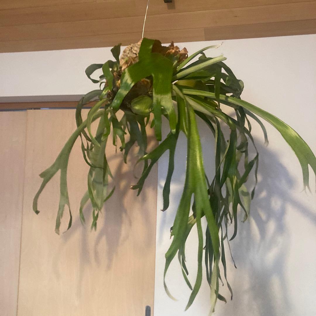 ビカクシダ　ウィリンキーwild p.willinckii 親株