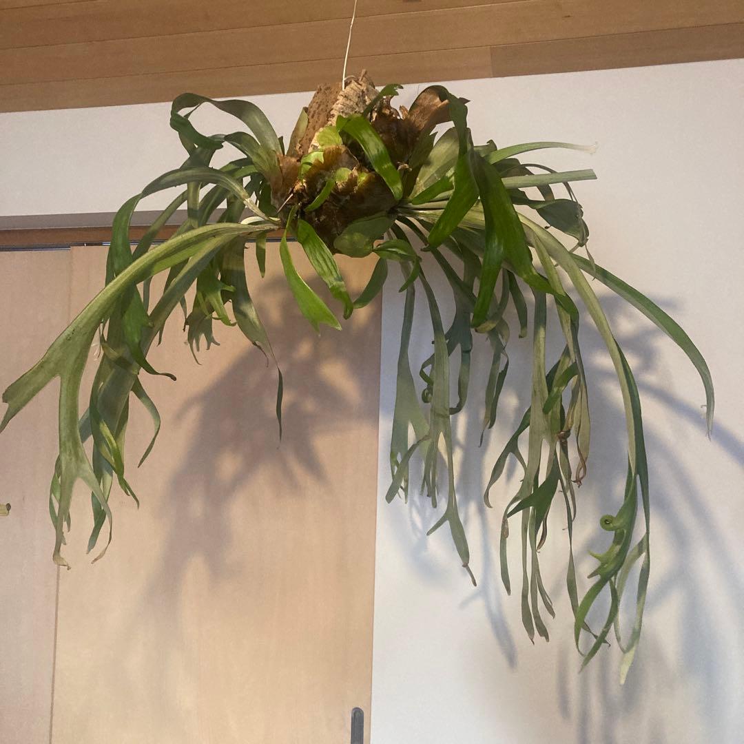 ビカクシダ　ウィリンキーwild p.willinckii 親株