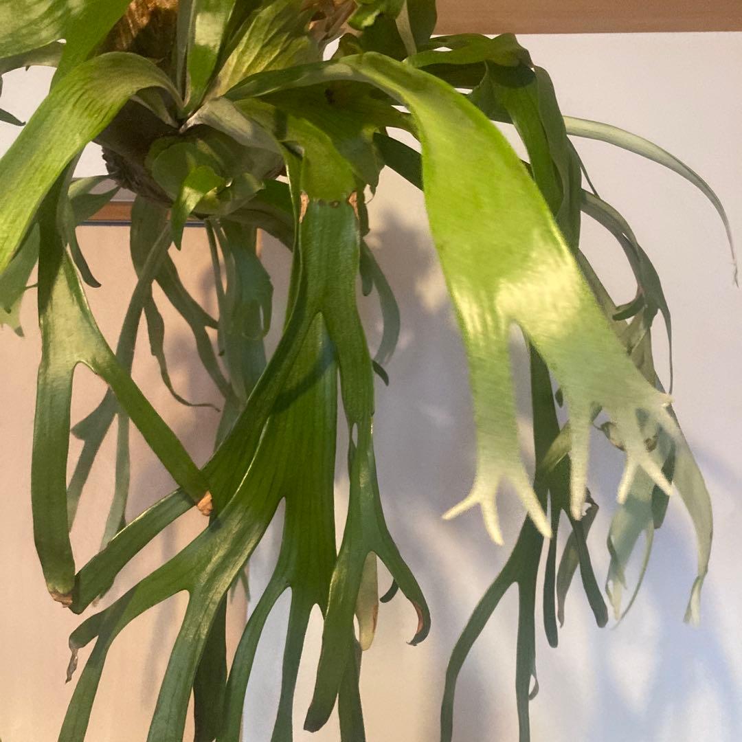 ビカクシダ　ウィリンキーwild p.willinckii 親株