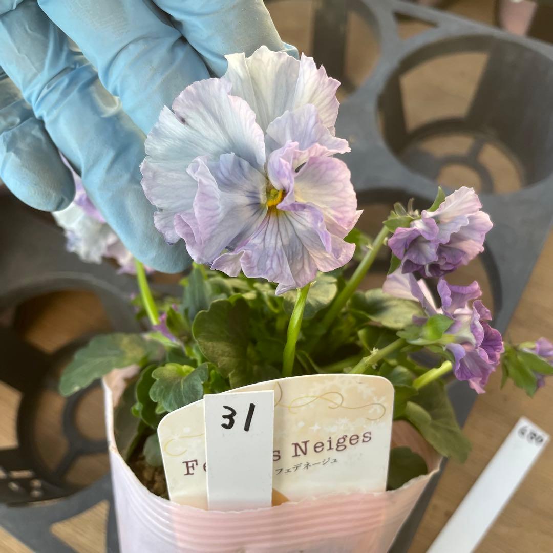 ゆき