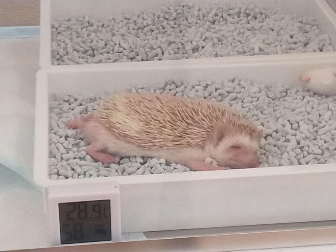 ハリネズミにおすすめ 小動物用アクリル板大型ケージ