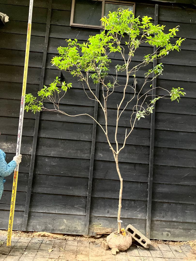 51 山採り　アセビ