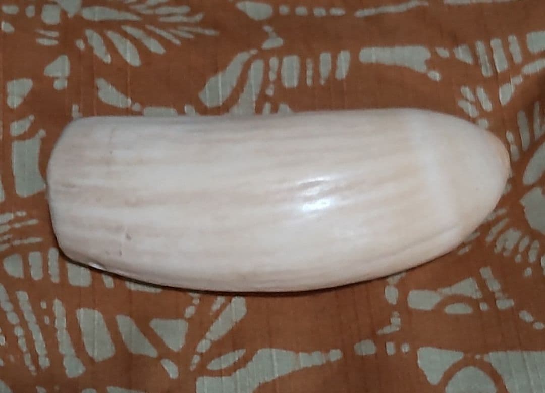 鯨歯 約10cm 約170g 抹香鯨