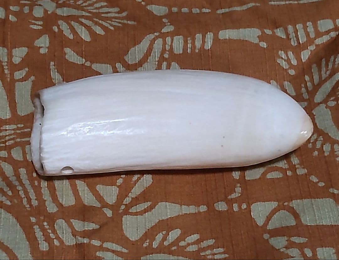 鯨歯 約10cm 約170g 抹香鯨