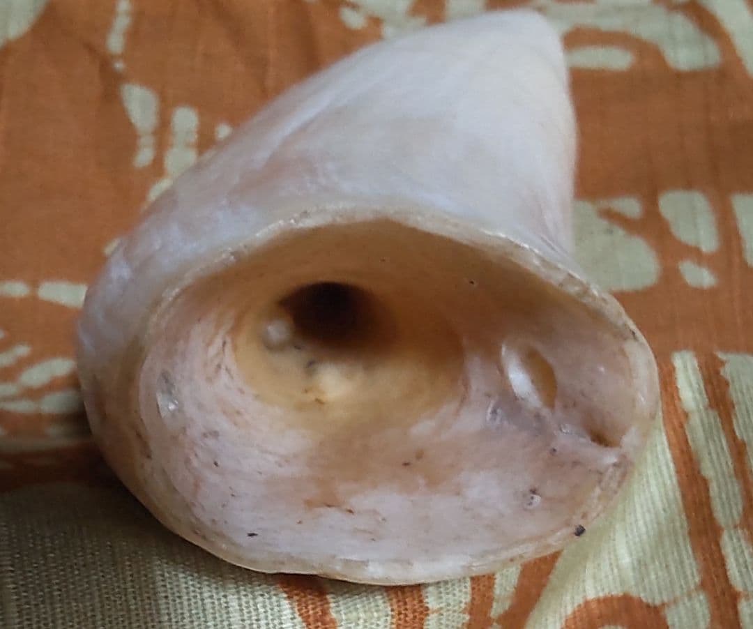 鯨歯 約10cm 約170g 抹香鯨
