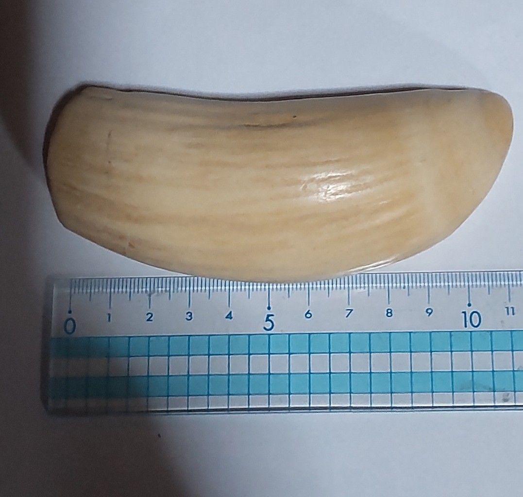鯨歯 約10cm 約170g 抹香鯨