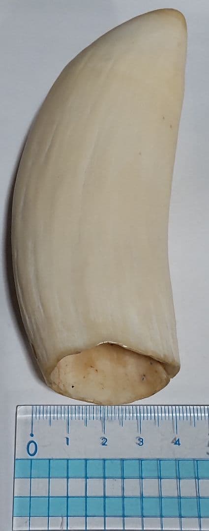鯨歯 約10cm 約170g 抹香鯨