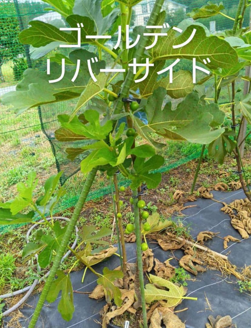 ★希少高級イチジク苗木★【ゴールデンリバーサイド】1月31日撮影・親木写真あり