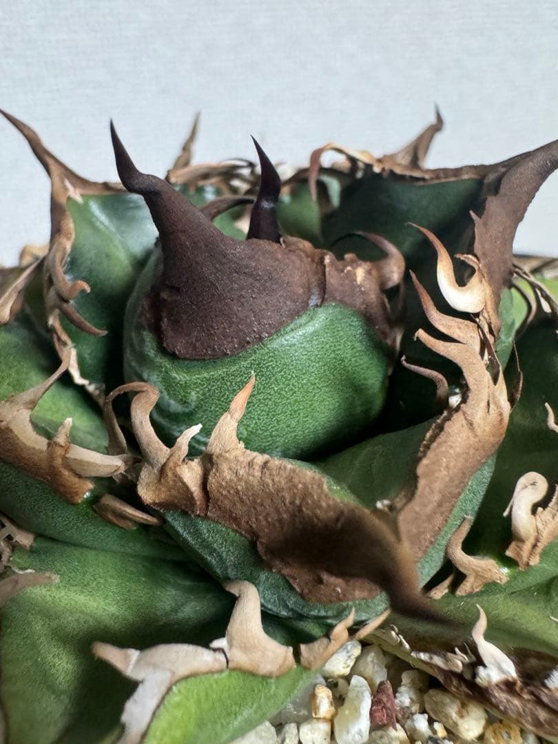 アガベ チタノタ 緑犀牛 厳竜 OC