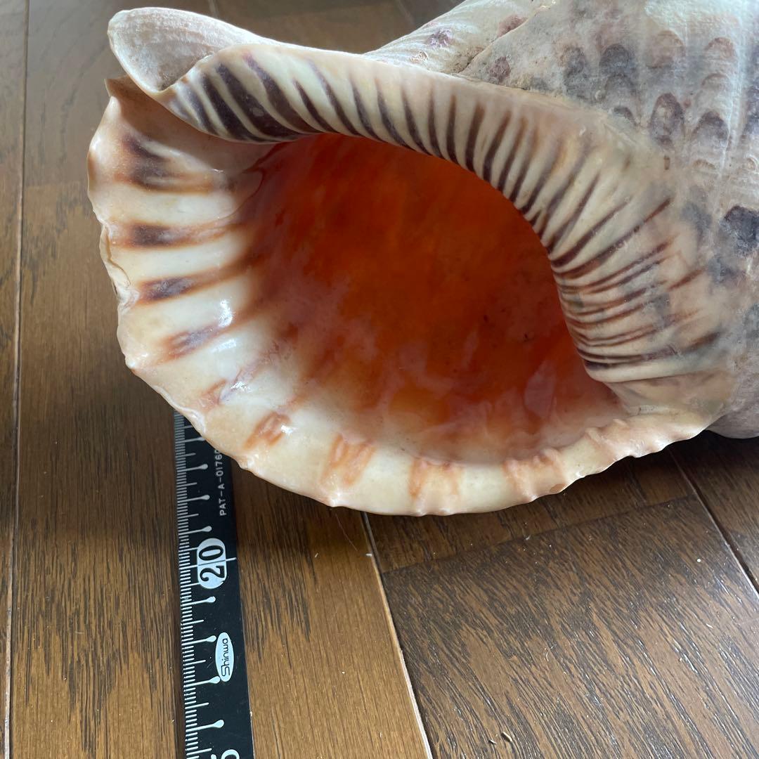 法螺貝　約30cm