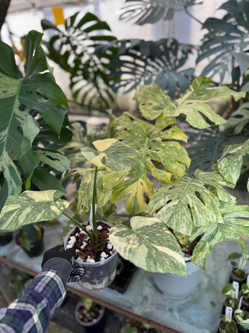 3モンステラ　レガシー　健康カット苗