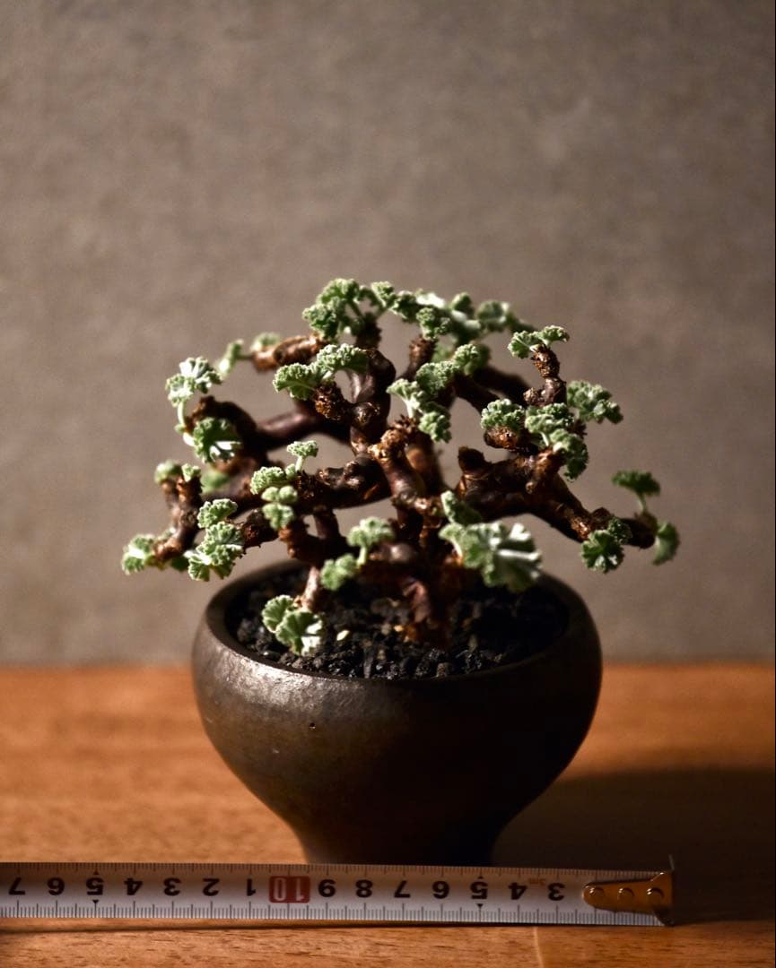 発根済 ペラルゴニウム ミラビレ 冬型塊根植物