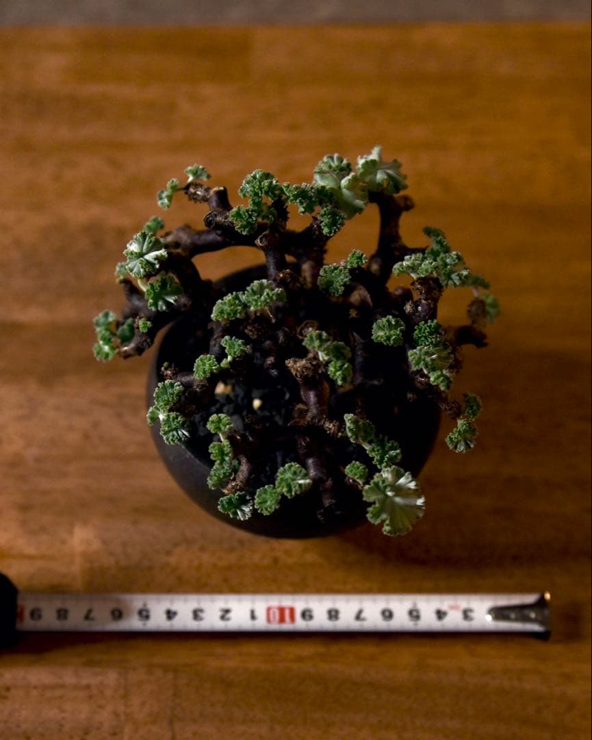 発根済 ペラルゴニウム ミラビレ 冬型塊根植物