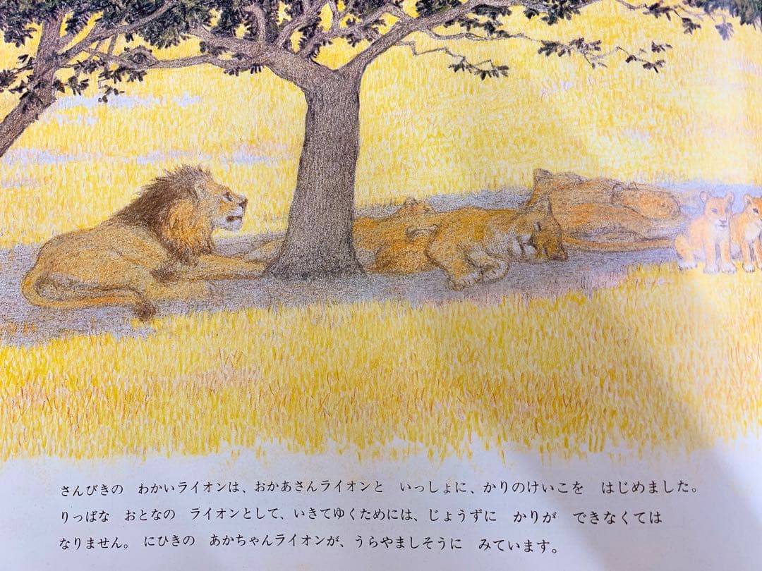 値下げ！【希少】【絶版】吉田遠志 動物絵本シリーズ アフリカ10冊セット