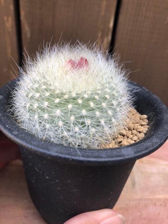 サボテン 雪晃♡抜き苗(^○^)