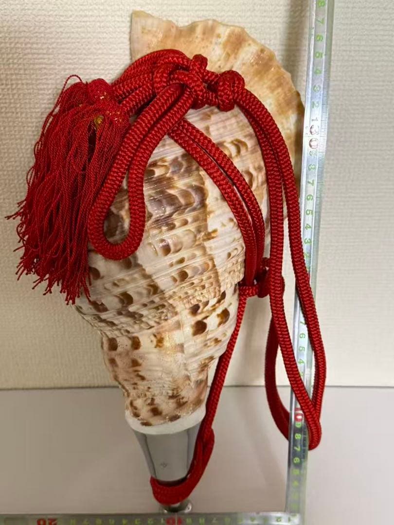 法螺貝貝全長約39cm 總1235g 笛 密教魔除け貝貝殻ホラガイホラ貝 ほら貝