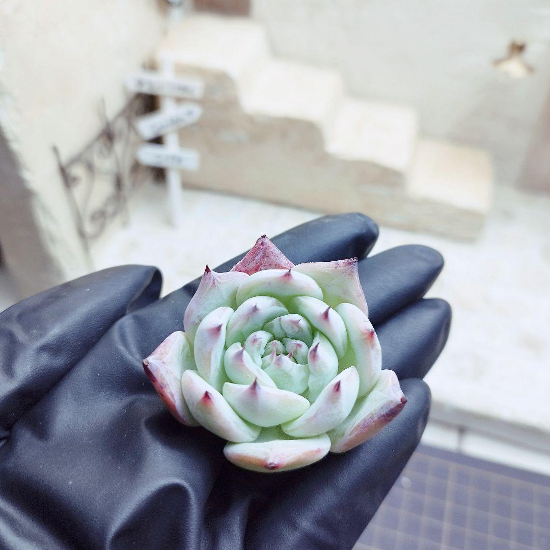 ブラックサバス◎多肉植物 カット苗 輸入苗 エケベリア等
