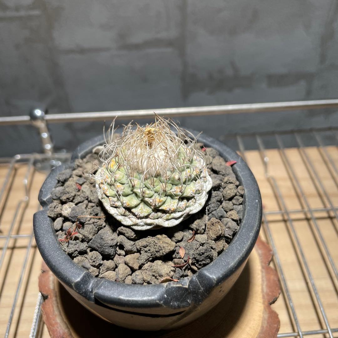 ストロンボ　カクタス　菊水　超扁平株