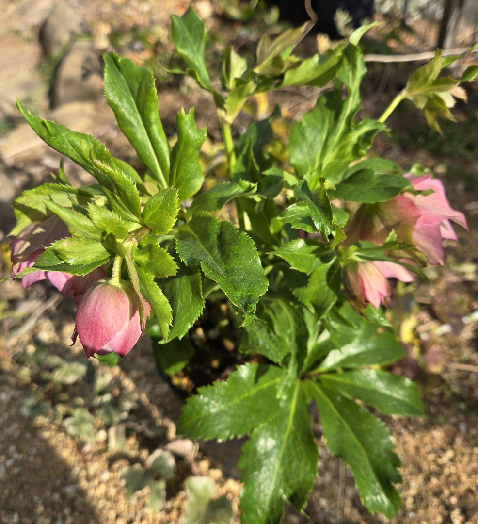 未株分　クリスマスローズ　ラージネクタリー　シャルウィダンス　若泉ファーム