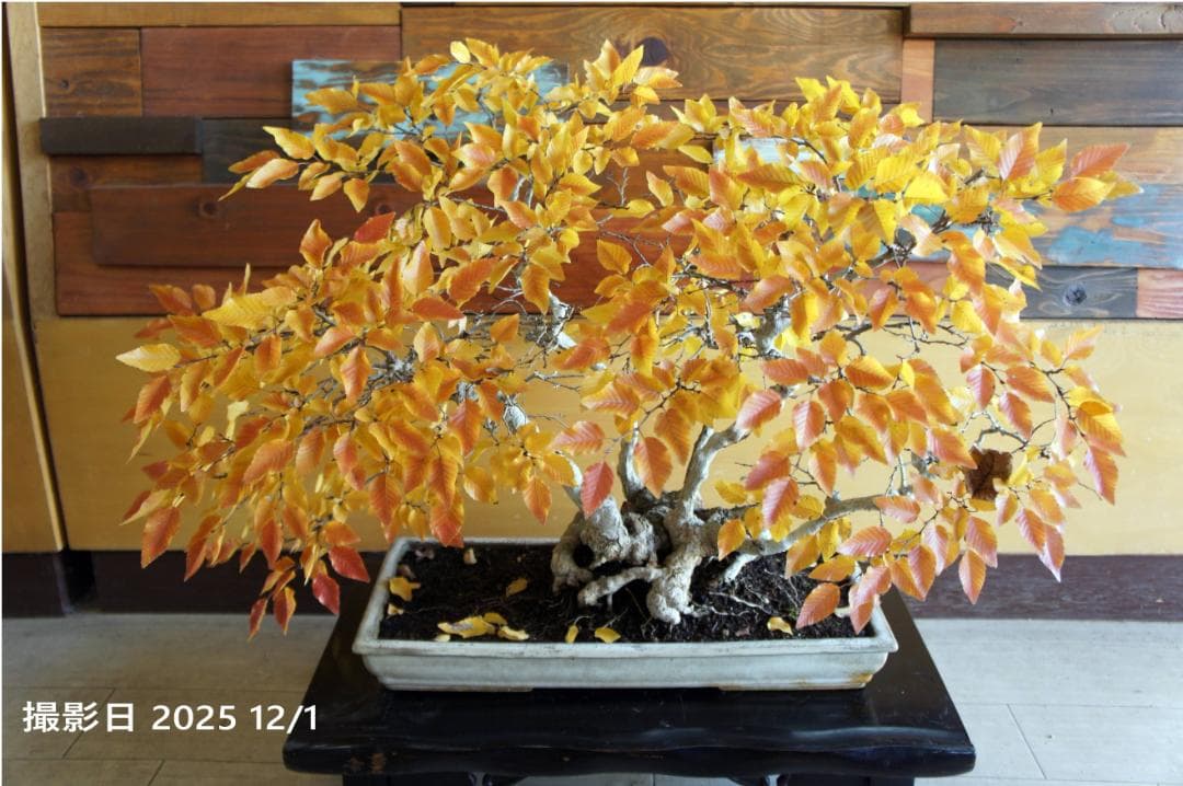 盆栽 『ブナ』 紅葉 インテリア 観葉植物 ガーデニング 送料無料 b120